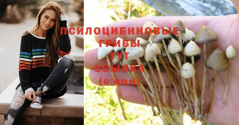 Псилоцибиновые грибы MAGIC MUSHROOMS  Ликино-Дулёво 